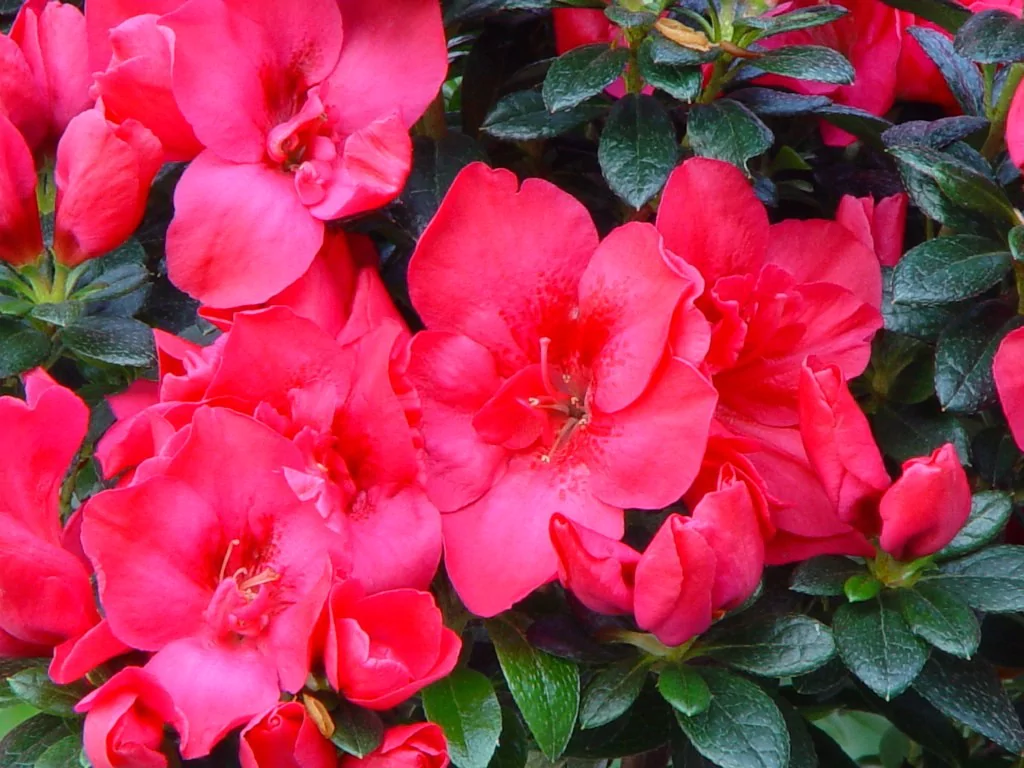 Azalea indica 'Barbara'