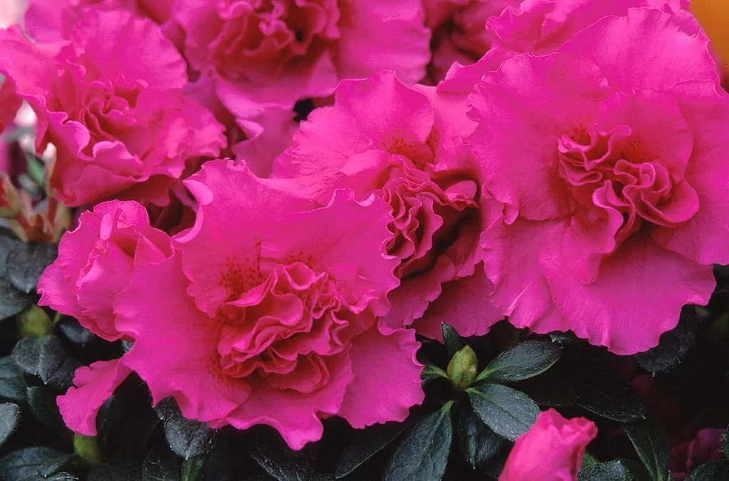 Azalea indica 'Flamenco'