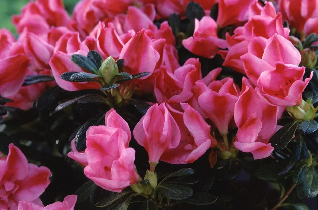 Azalea indica 'Friedhelm Scherrer Roze'