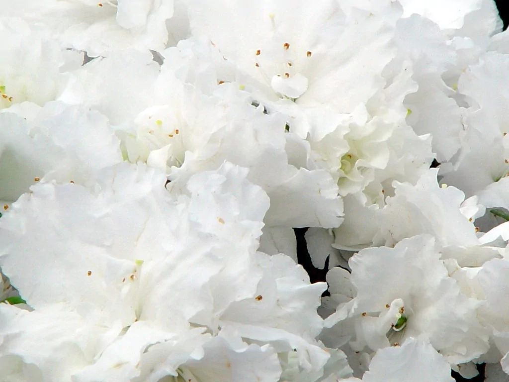 Azalea indica 'Gitti'