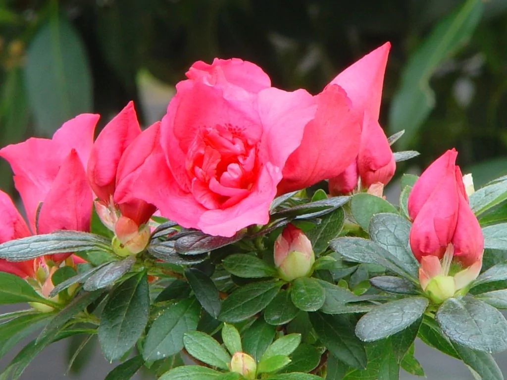 Azalea indica 'Heide Hanisch'