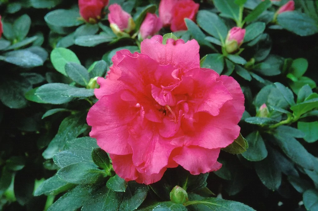 Azalea indica 'Hellmut Vogel'