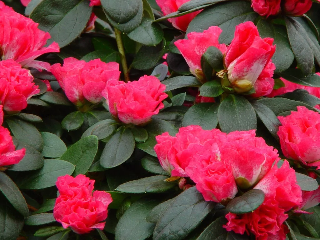 Azalea indica 'Huelsten'