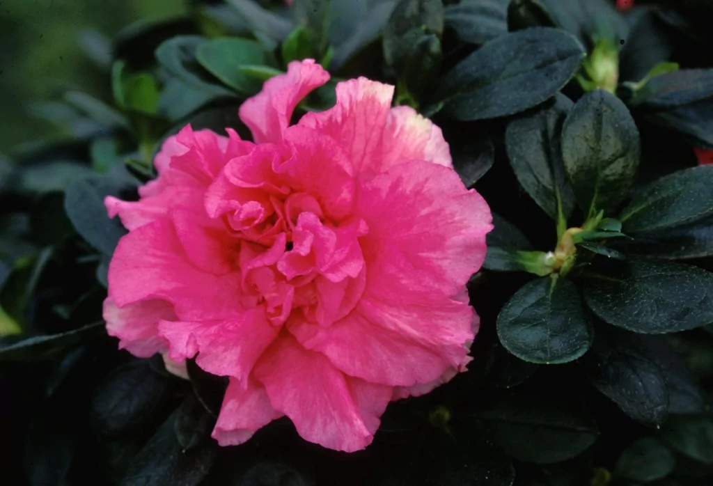 Azalea indica 'Inka'