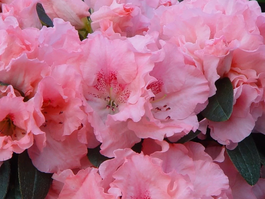 Azalea indica 'Kassandra'