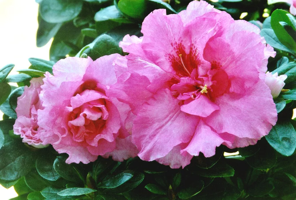 Azalea indica 'Lucina'