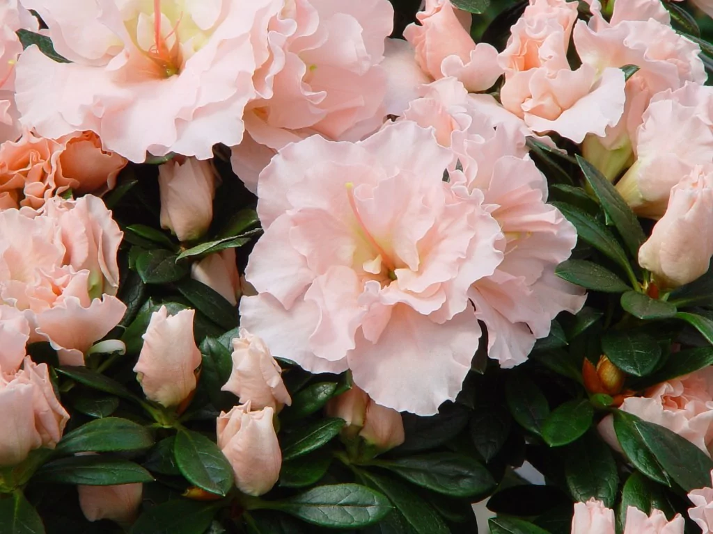 Azalea indica 'Mevrouw Andre Heungens'