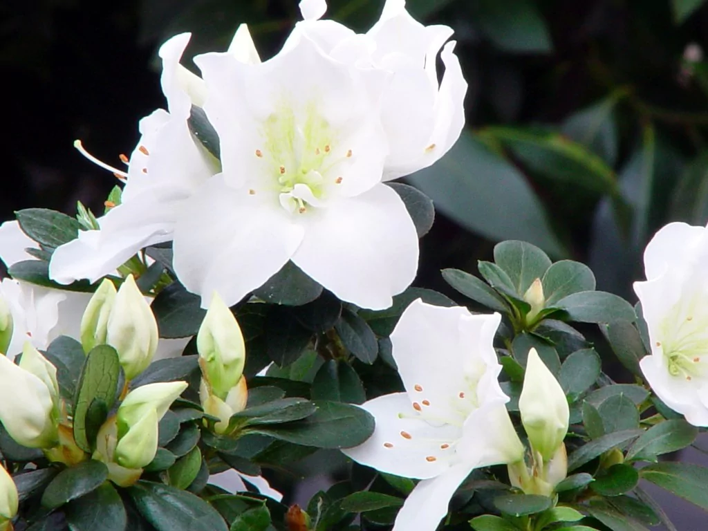 Azalea indica 'Mevrouw Gerard Kint wit'