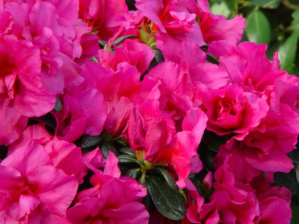 Azalea indica 'Ostalett'