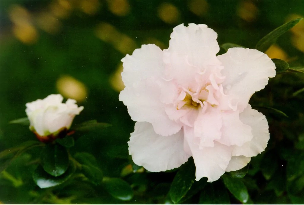 Azalea indica 'Paloma'