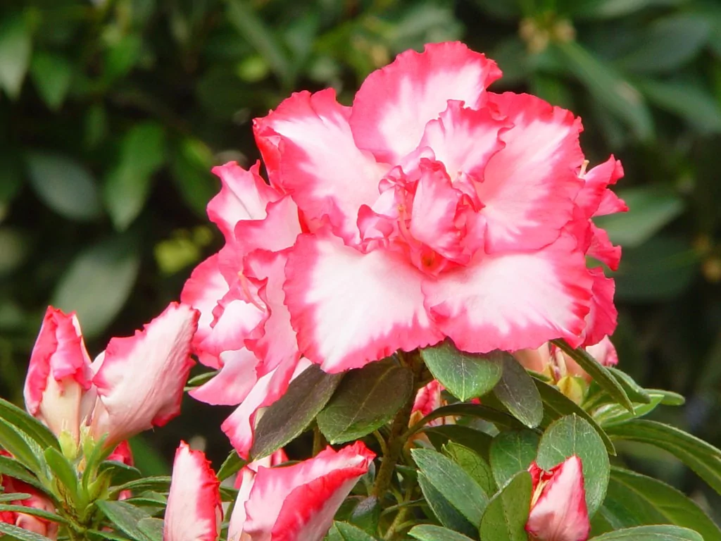 Azalea indica 'Panfilia'