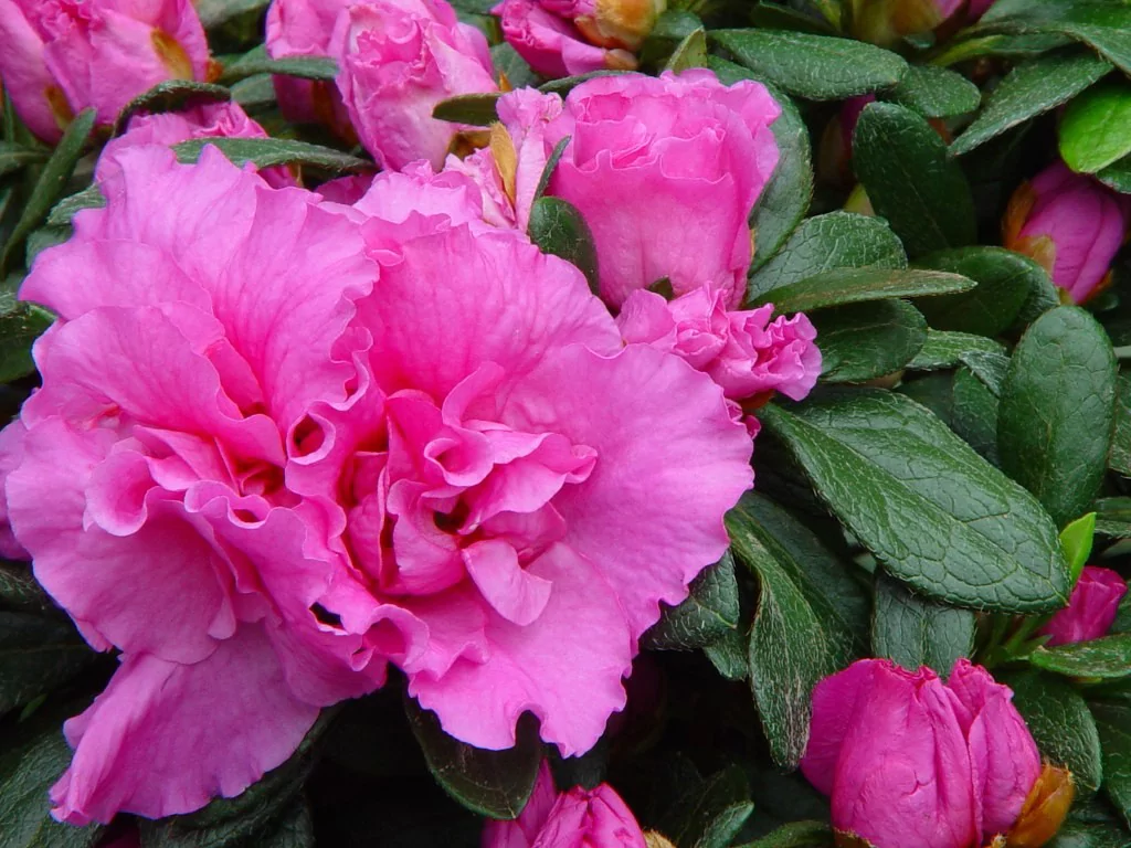 Azalea indica 'Renato'