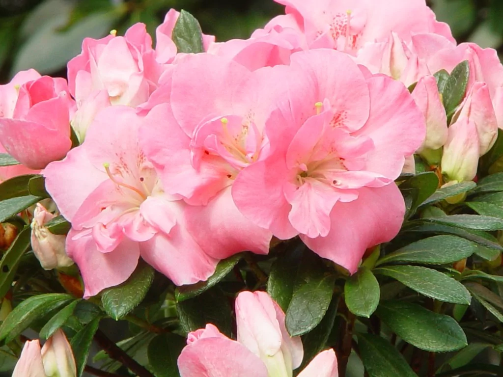 Azalea indica 'Rosali'