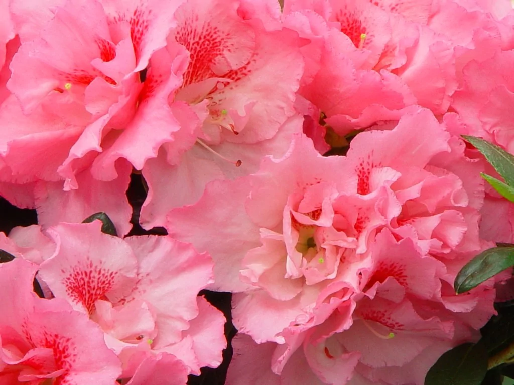 Azalea indica 'Sister Jo'