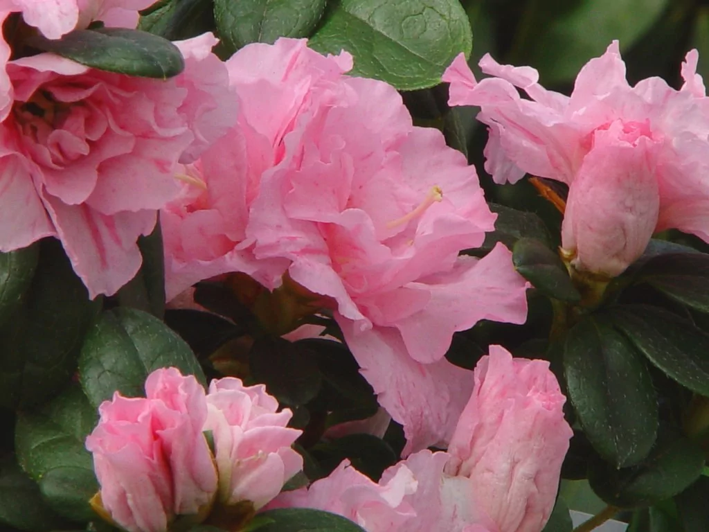 Azalea indica 'Super Nova'