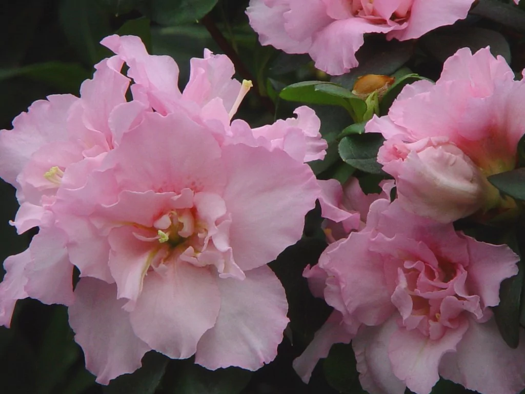 Azalea indica 'Terra Nova'