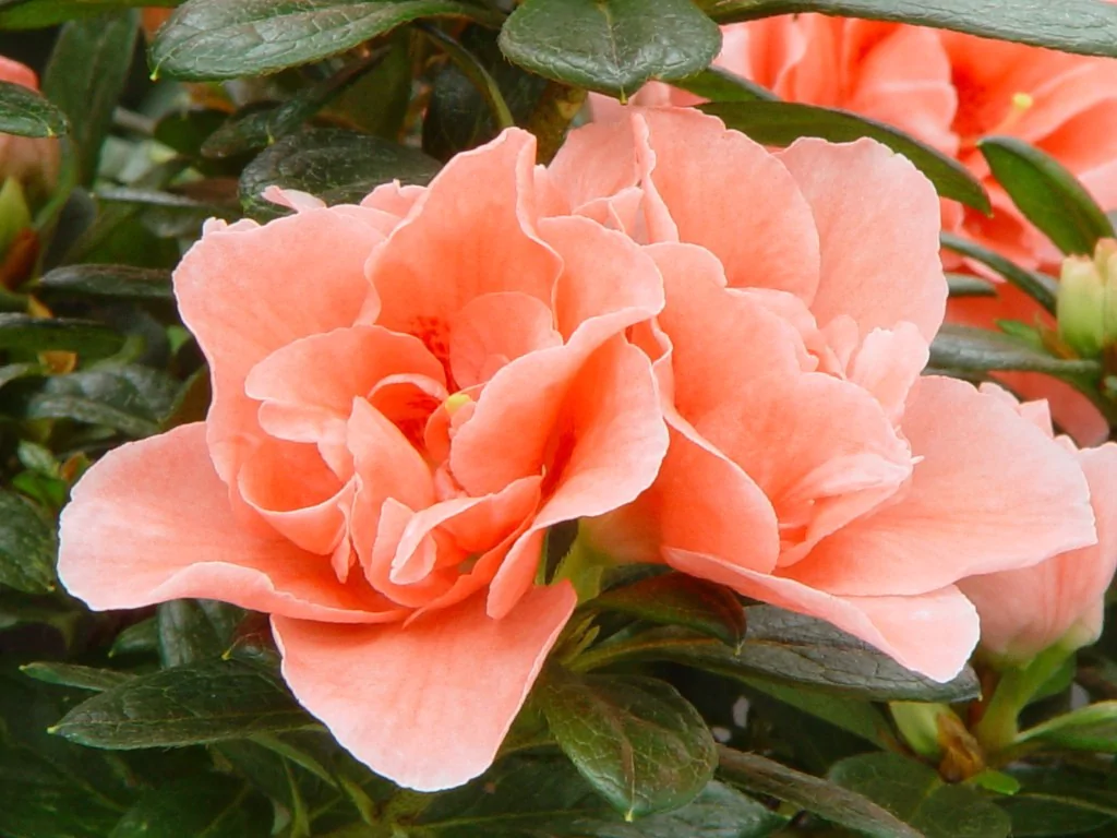 Azalea indica 'Thesla'