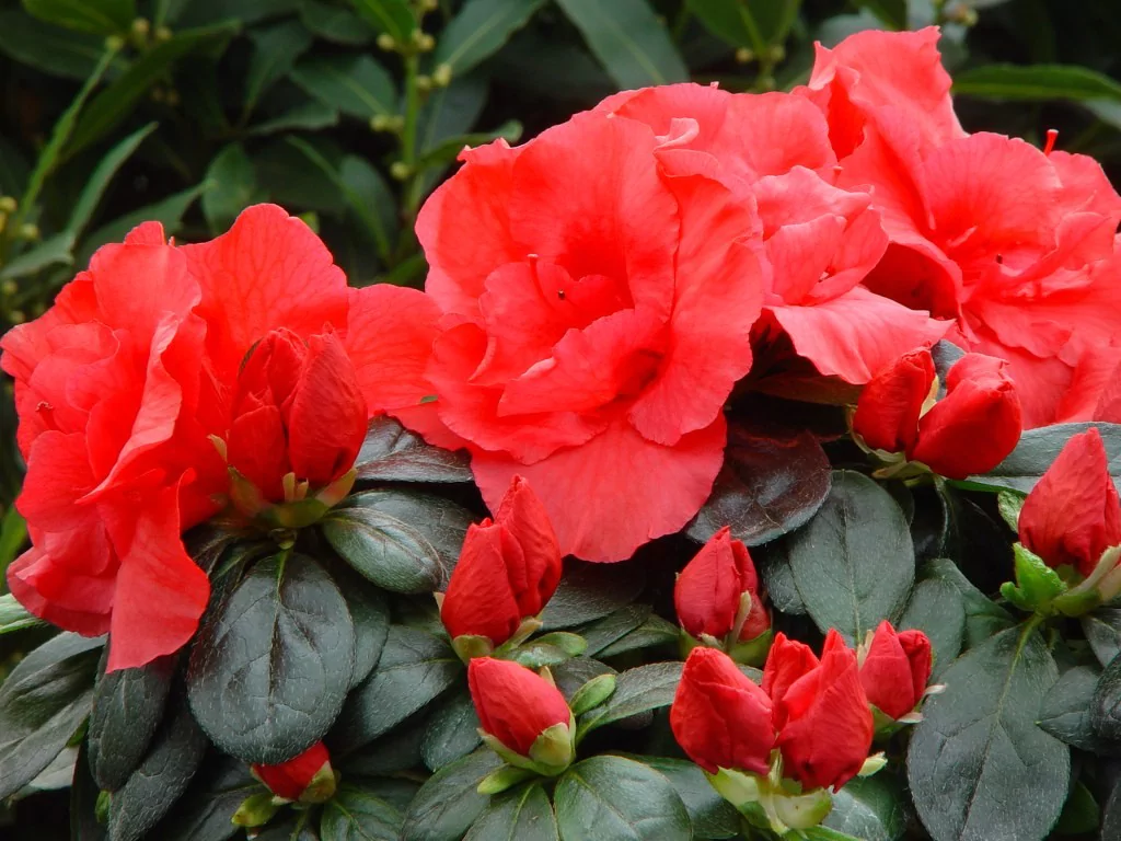 Azalea indica 'Tigra'