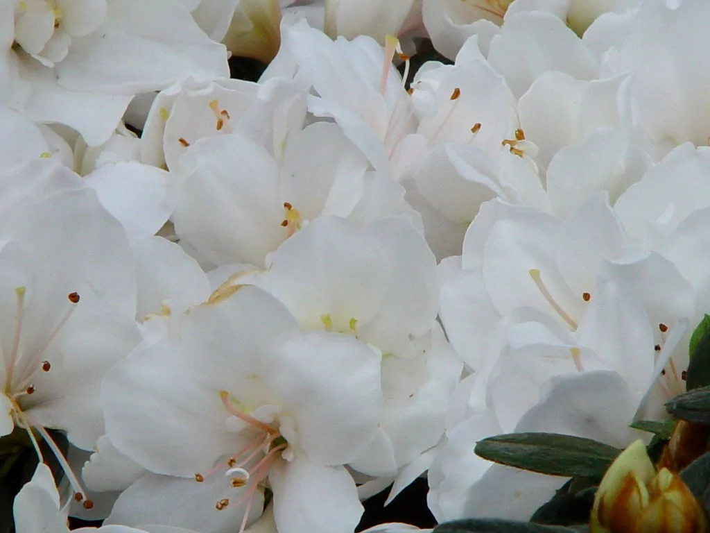 Azalea indica 'Weise Sachsenstern'