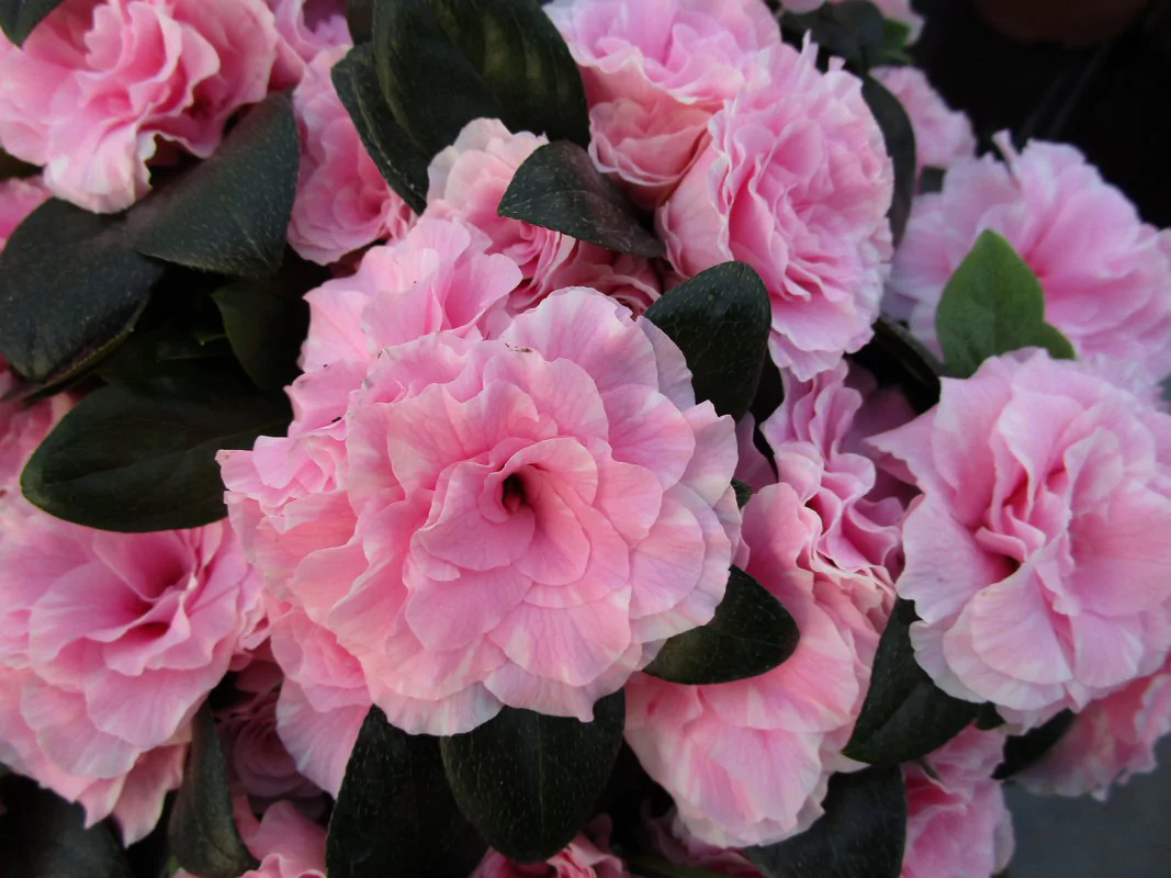 Azalea indica Aiko Bicolo