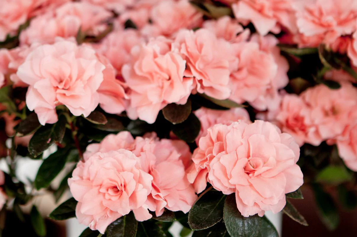 Azalea indica Aiko Rose