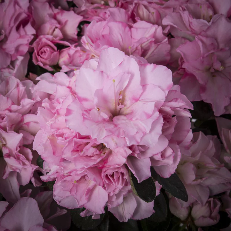 Azalea indica 'Finesse Roze'