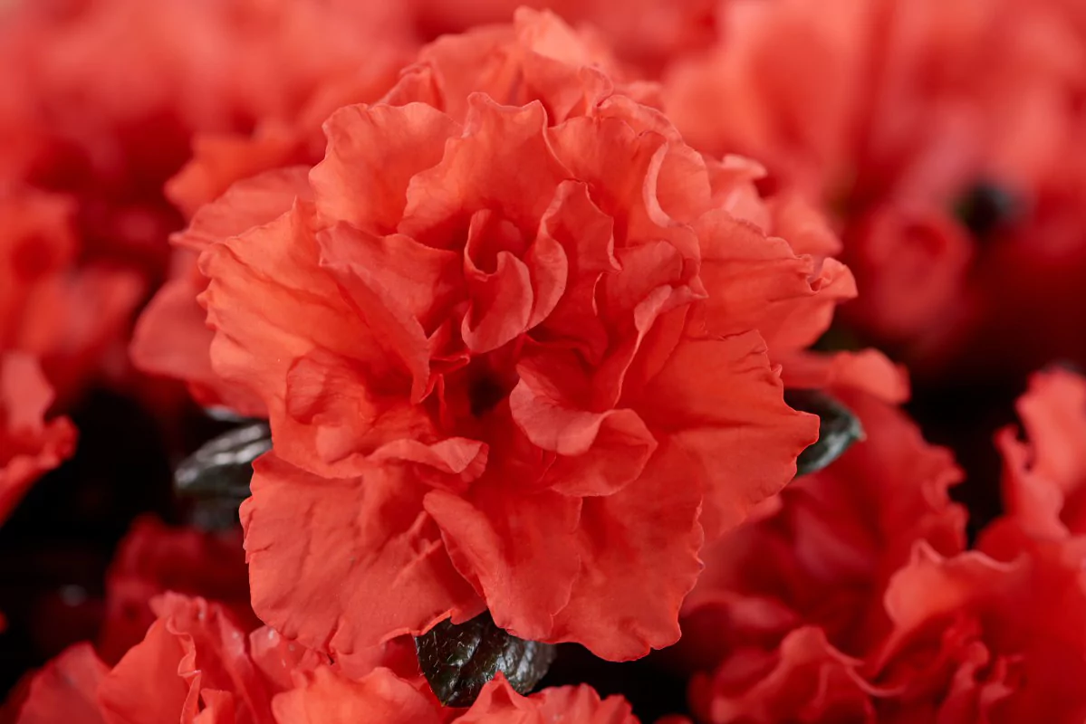 Azalea indica Hortinno Christine Siena