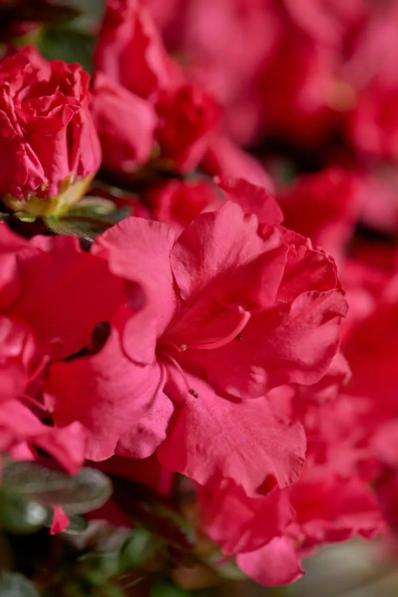 Azalea indica Hortinno Classic Rouge