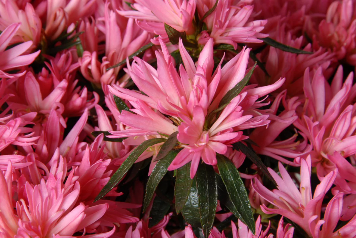 Azalea indica Hortinno Kinku Saku