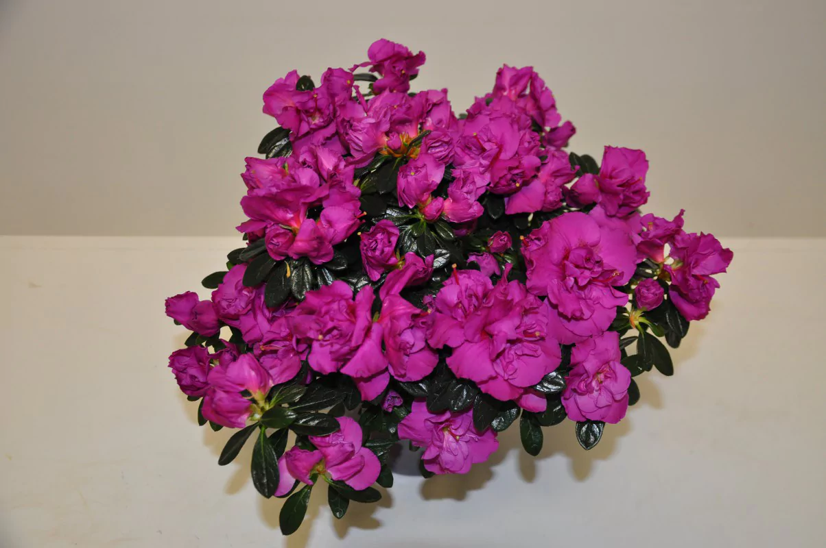 Azalea indica Hortinno Lady Violet