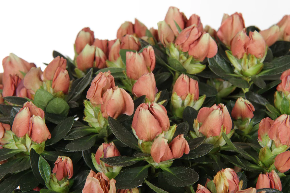 Azalea indica Hortinno Lime Peach