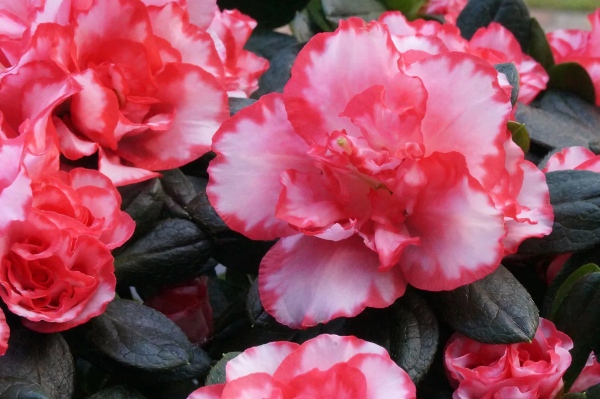 Azalea indica 'Mathis'