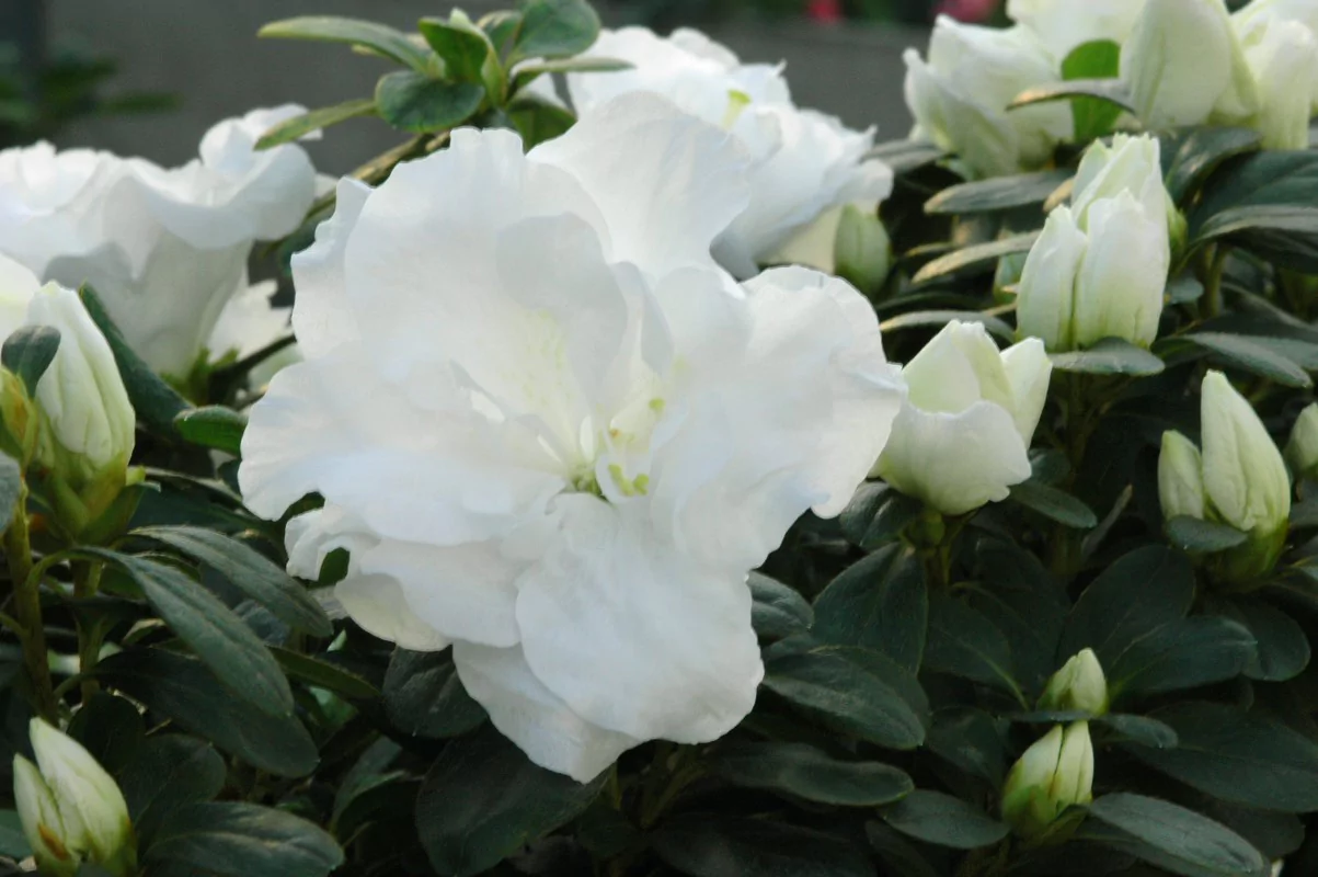 Azalea indica 'Prinses Claire'