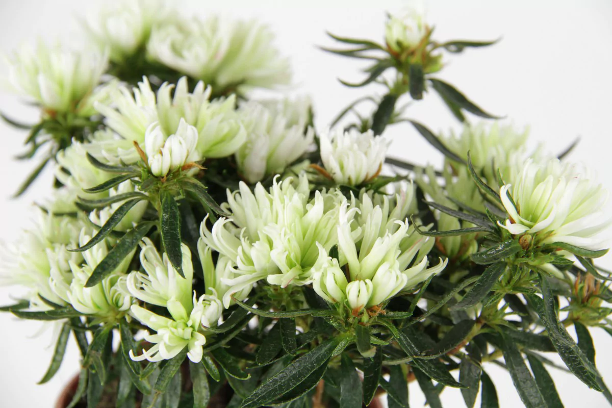 Azalea indica Hortinno Kinku Saku Belli
